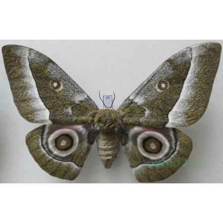 Gonimbrasia zambesina (Walker, 1865) female ex.pupa Kenya 121mm55